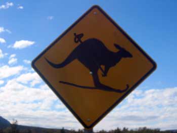 Kangaroo Skiing Kangaroo Skiing